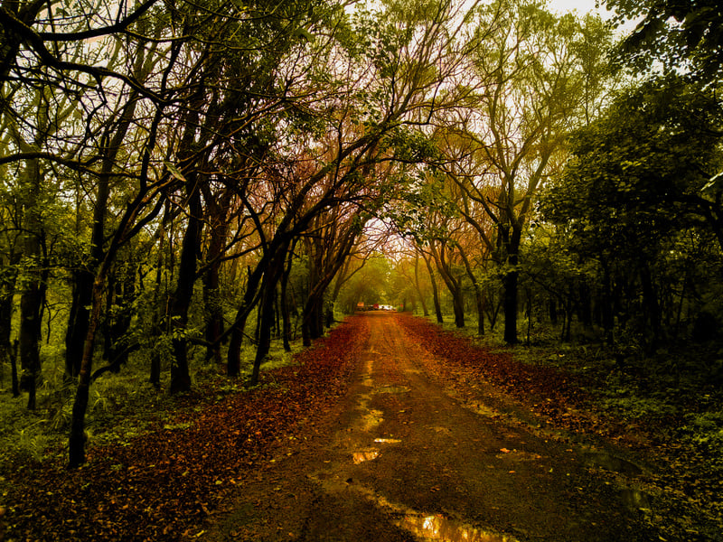 Pachmarhi forest treeline